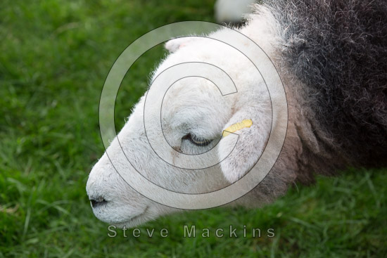Irthington Herdwick Sheep