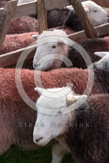 Ulverston Farm Lake district Sheep