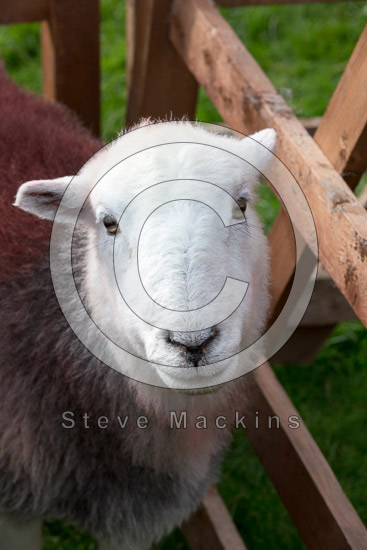 Fellbarrow Field Herdwick Sheep