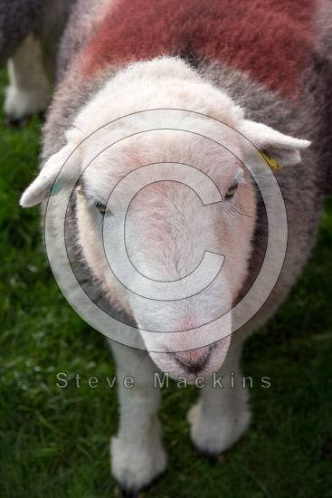 Ravenstonedale Farm Lakeland Sheep