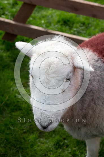 Grasmere Valley Lakeland Sheep