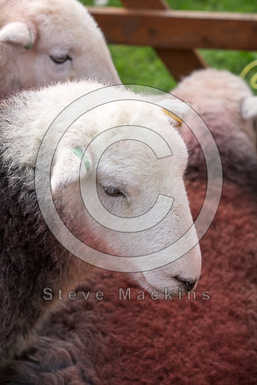 Colthouse Farm Lakeland Sheep