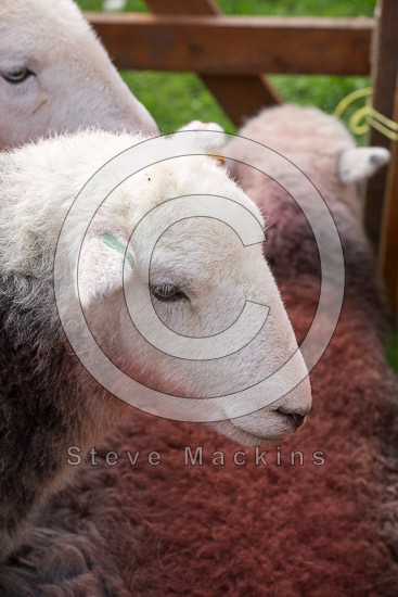 Newlands (Keswick) Lakeland Sheep