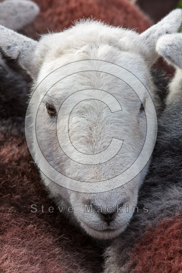 Troutbeck (Penrith) Valley Lakeland Sheep