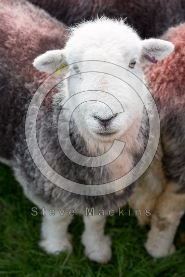 Broughton in Furness Field Lakeland Sheep