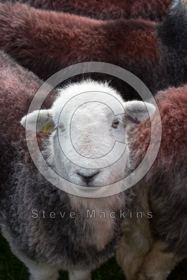 Kirkbride Herdwick Sheep