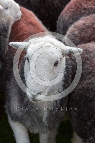 Scoat Fell Farm Lake district Sheep