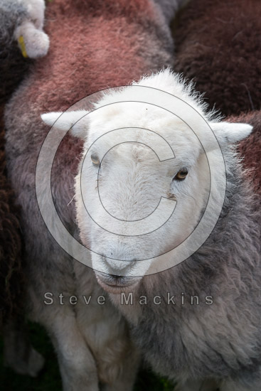 Gilsland Valley Lakeland Sheep