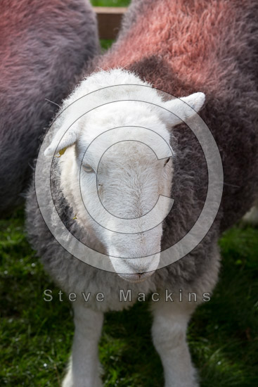 Banks Herdwick Sheep