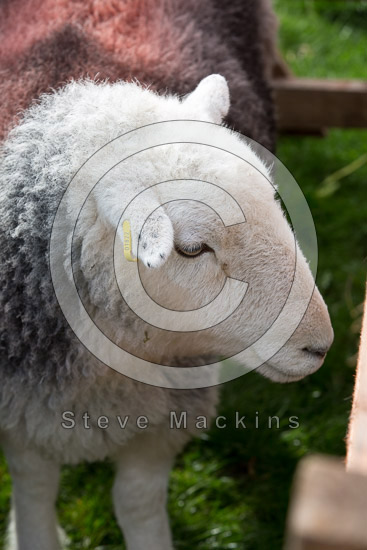 Wandope Lakeland Sheep