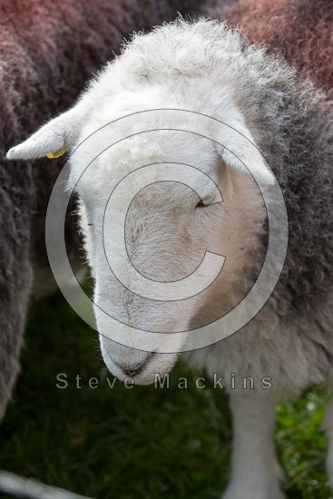 Burneside Lake district Sheep