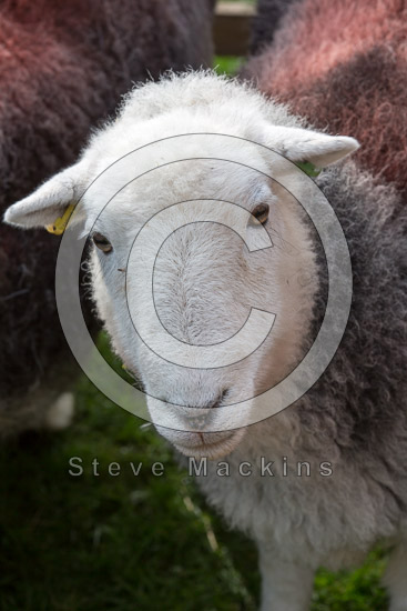 Rottington Valley Herdwick Sheep