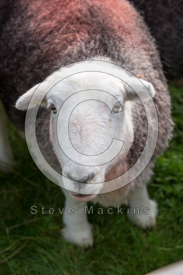 Meal Bank Valley Herdwick Sheep