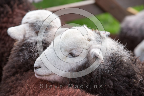 Cark (Cartmel) Herdwick Sheep