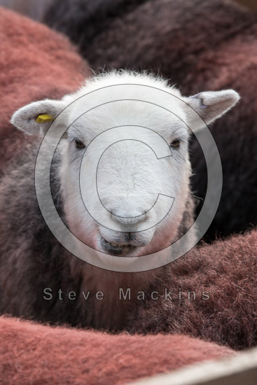 Ling Fell Valley Herdwick Sheep