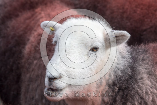 Anthorn Valley Lakeland Sheep