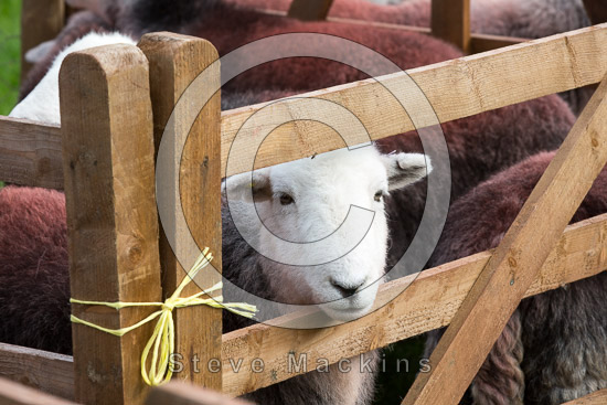 Calf Crag Valley Lakeland Sheep