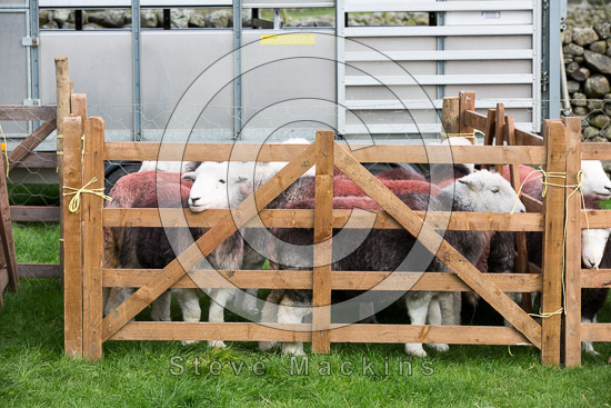 Slight Side Farm Herdwick Sheep