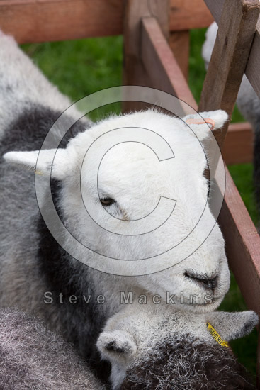 Holme Lakeland Sheep