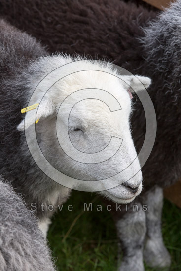 Grey Knotts Valley Lake district Sheep