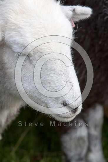 Pavey Ark Lakeland Sheep