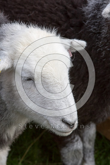 Newby Bridge Valley Lake district Sheep