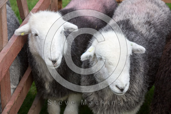 Drybeck Field Lakeland Sheep