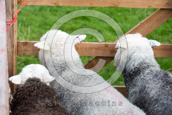 Barrow Farm Lake district Sheep