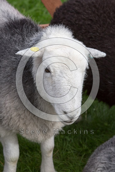 Grange Fell Lake district Sheep