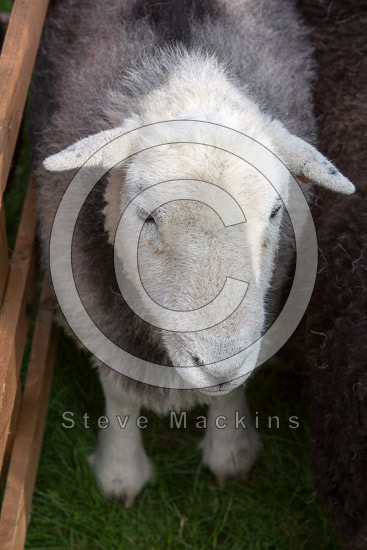 Distington Herdwick Sheep