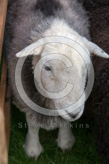 High Crag Farm Lake district Sheep