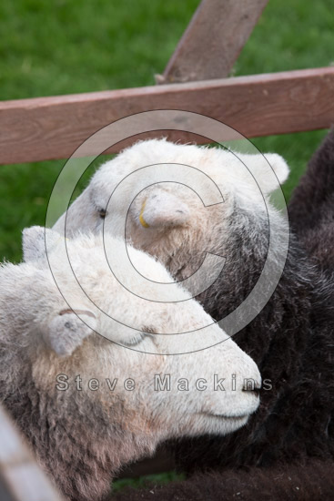 Skelton Valley Herdwick Sheep