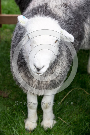 Allonby Farm Lakeland Sheep