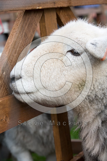 Gowbarrow Fell Field Lake district Sheep