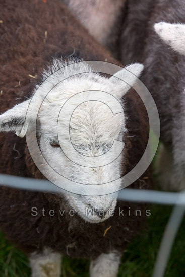 Grange Fell Farm Herdwick Sheep