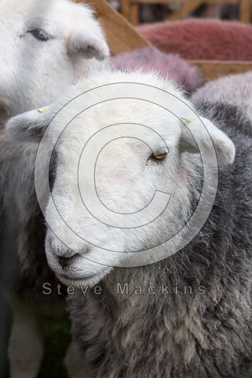 Green Crag Field Herdwick Sheep
