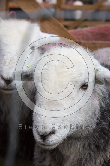 Lorton (High and Low) Field Herdwick Sheep