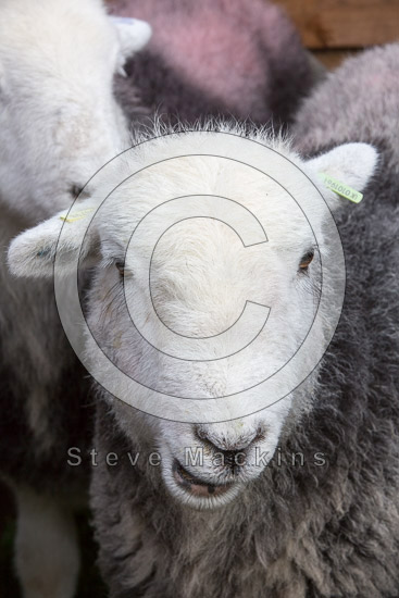 Sedgwick Farm Lakeland Sheep