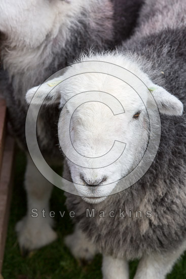 Sandwith Lake district Sheep