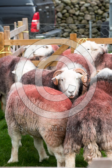 Crosscanonby Lakeland Sheep