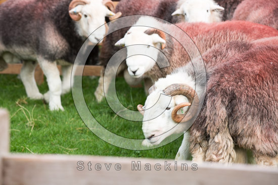 Stybarrow Dodd Herdwick Sheep