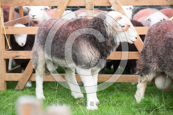 Greystoke Farm Herdwick Sheep