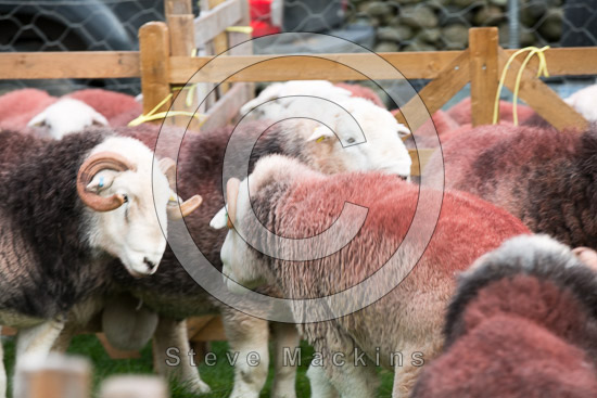 Grange Fell Valley Herdwick Sheep