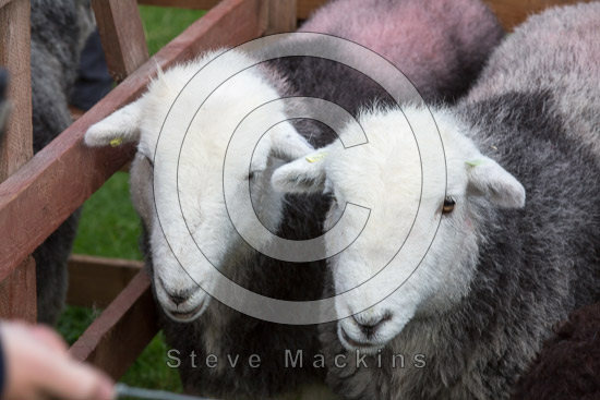 Lazonby Herdwick Sheep