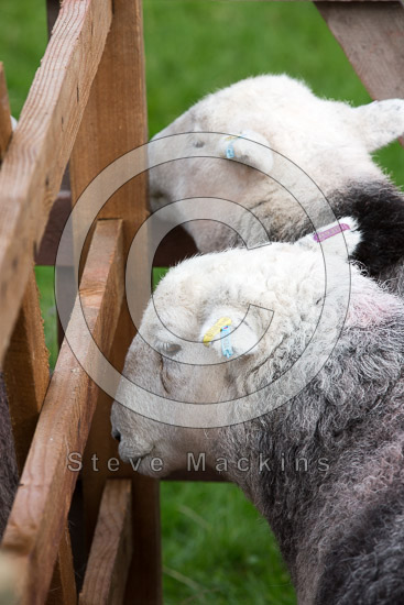 Milnthorpe Field Herdwick Sheep