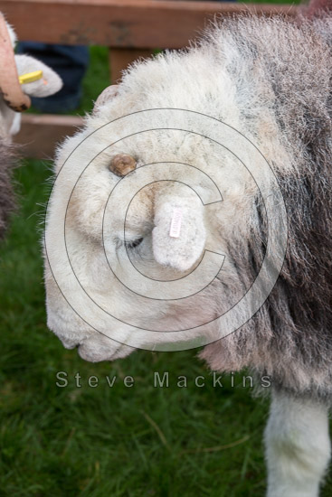 Holme Fell Herdwick Sheep
