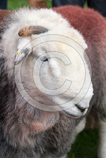 Swarthmoor Valley Lakeland Sheep