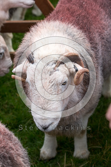 Blea Rigg Lakeland Sheep