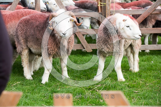 Routenbeck Lake district Sheep