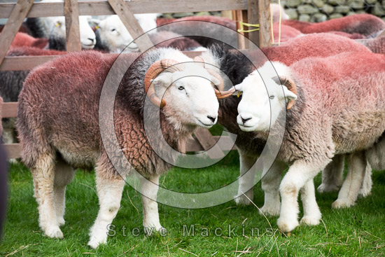 Loadpot Hill Field Lakeland Sheep